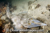 Eastern Shovelnose Ray (Aptychotrema rostrata). Also known as Banks Shovelnose Ray, Iragoni, Shovelnose Shark and Shovelnose Guitarfish. Nelson Bay, New South Wales, Australia.