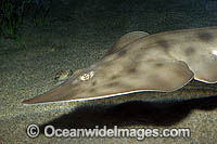 Shovelnose Ray (Rhinobatos productus). Also known as Shovelnose Guitarfish. San Diego, California, eastern Pacific Ocean.