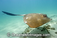 Cowtail Stingray (Pastinachus sephen). Also known as Banana-tail Ray, Fantail Ray and Feathertail Stingray. Exmouth, Western Australia