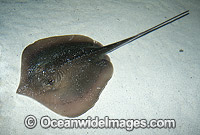 Atlantic Stingray (Dasyatis sabina) The only Ray in North America able to live year round in salt or fresh water. Florida, USA.