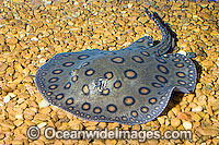 Motoro Ray (Potamotrygon motoro). Also known as Peacock Ray. Abundant freshwater stingray from the Rio Cuiaba in Matto Grosso, Brazil. A popular Ray for aquarists