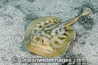 Cortez Round Stingray (Urobatis maculatus). Playa Conception, Sea of Cortez, Baja California, Mexico