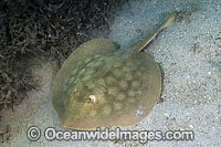 Round Stingray (Urobatis halleri). Also known as Hallers Stingray. Playa El Burro, Baja, Meico, Sea of Cortez.