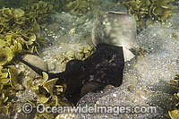A male Round Stingray (Urobatis halleri) - grips the tail and pelvic fins of a female in order to subdue her before mating. Mullege, Sea of Cortez, Baja, Mexico.