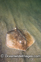 Roger's Round Ray (Urotrygon rogersi). Also known as Thorny Roundray and Lined Roundray. Photo taken at Punta Chame, Panama, Eastern Pacific Ocean.
