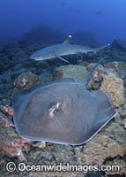 Longtail Stingray - (Hypanus longus) - with Whitetip Reef Sharks (Triaenodon obesus). This Ray was previously named Dasyatis longa. Socorro Island, Mexico, Eastern Pacific.