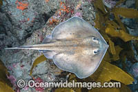 Sepia Stingray (Urolophus aurantiacus). Aka Oriental Stingray or Stingaree. The only Urolophid Ray from the northern hemisphere. Present in parts of Japan, Korea and Taiwan.