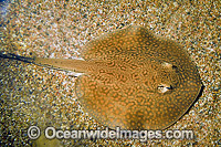 Freshwater Stingray (Potamotrygon castexi). Also known as Tigrillo Ray and Tigrinus Ray. Found in Argentina and Peru, South America