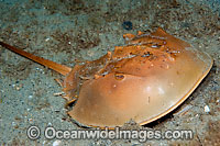 Horseshoe Crab (Limulus polyphemus). Found in the Gulf of Mexico and North America. Photo taken Lake Worth Lagoon, Palm Beach County, Florida, USA