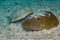 Horseshoe Crab (Limulus polyphemus), mating pair. Found in the Gulf of Mexico and North America. Photo taken Lake Worth Lagoon, Palm Beach County, Florida, USA