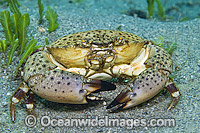 Florida Stone Crab (Menippe mercenaria), crawling over the sandy bottom of the Palm Beach Inlet, Singer Island, Florida, USA.