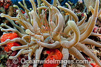 Arrow Crab (Stenorhynchus seticornis), photographed inside a sea anemone (Condylactis gigantea) offshore Palm Beach, Florida, USA.