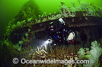 Scuba diver exploring the wreck of the Cape Breton. Situated off Nanaimo, Vancouver Island, British Columbia, Canada.