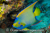 Queen Angelfish (Holacanthus ciliaris). Found in the tropical western Atlantic Ocean. Photo taken at Breakers Reef in Palm Beach, Florida, USA