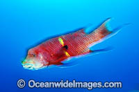 Mexican Hogfish (Bodianus diplotaenia). Revillagigedo Archipelago, off Cabo San Lucas, Mexico.