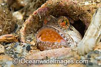 Banded Jawfish (Opistognathus macrognathus), male incubating eggs in mouth. Photo taken in the Lake Worth Lagoon, an estuary near the Palm Beach Inlet in Palm Beach County, Florida, USA