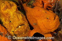 Longlure Frogfish (Antennarius multiocellatus) - pair. Palm Beach, Florida, USA. West Atlantic.