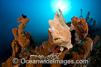 Giant Frogfish (Antennarius commersoni). Also known as Giant Anglerfish. This species of Frogfish is highly variable in colour to match surrounds and is found throughout the Ino-West Pacific. Photo taken at Tulamben, Bali, Indonesia. Coral Triangle.