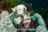 Longlure Frogfish (Antennarius multiocellatus), fishing for unsuspecting prey with its lure or esca erect. Palm Beach County, Florida, USA.