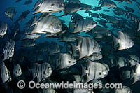 Schooling Atlantic Spadefish (Chaetodipterus faber). Palm Beach, Florida, USA. Found throughout West Atlantic.