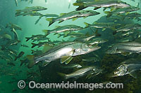 Common Snook (Centropomus undecimalis) schooling during a cold front in Homosassa Springs, Florida, USA