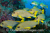 School of Striped Sweetlips (Plectorhynchus polytaenia). Also known Striped and Yellow-ribbon Sweetlips. Found throughout Indo Pacific. This photo was taken in Komodo National Park, Indonesia, where over 1,000 types of fish occur.