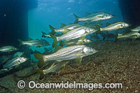 Common Snook (Centropomus undecimalis). Native to the waters of the western Atlantic Ocean and Caribbean Sea. Photo taken around the pilings of a bridge in the Lake Worth Lagoon, Singer Island, Florida, USA.