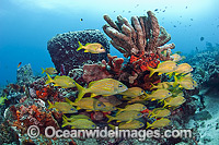 French Grunt (Haemulon flavolineatum), schooling on a coral reef in Palm Beach County, Florida, USA.