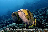 Titan Triggerfish (Balistoides viridescens) - possibly courtship behaviour. French Polynesia. Found thoughout the Great Barrier Reef, NW Australia, SE Asia and Indo-central Pacific.