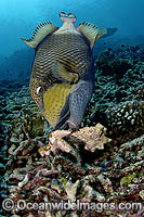 Titan Triggerfish (Balistoides viridescens) - attending nest. French Polynesia. Found thoughout the Great Barrier Reef, NW Australia, SE Asia and Indo-central Pacific.