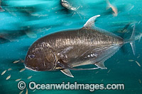 Giant Trevally (Caranx ignobilis). This Trevally is gamefish. Indo-Pacific
