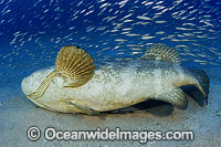 Atlantic Goliath Grouper (Epinephelus itajara) - courtship mating behaviour, surrounded by Baitfish. Also known as Giant Grouper. Palm Beach, Florida. Classified Critically Endangered on the IUCN Red List.