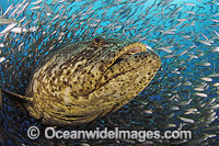 Atlantic Goliath Grouper (Epinephelus itajara) - surrounded by Baitfish. Also known as Giant Grouper. Palm Beach, Florida. Classified Critically Endangered on the IUCN Red List.