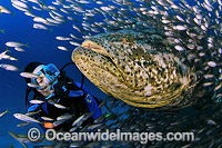 Scuba Diver observing Atlantic Goliath Grouper (Epinephelus itajara) - surrounded by Baitfish. Also known as Giant Grouper. Palm Beach, Florida. Classified Critically Endangered on the IUCN Red List.