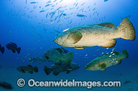 Unusual gathering of Atlantic Goliath Grouper (Epinephelus itajara). Also known as Giant Grouper. Palm Beach, Florida. Classified Critically Endangered on the IUCN Red List.