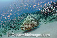 Atlantic Goliath Grouper (Epinephelus itajara) surrounded by baitfish in Palm Beach, Florida, USA. Endangered species. The Atlantic Goliath Grouper is one of the largest bony fishes in coral reefs in the Western Atlantic and Eastern Pacific.