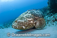 Atlantic Goliath Grouper (Epinephelus itajara), resting on the bottom in Palm Beach, Florida, USA. Endangered species. The Atlantic Goliath Grouper is one of the largest bony fishes in coral reefs in the Western Atlantic and Eastern Pacific.