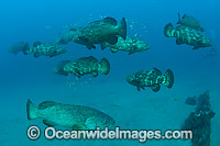 Atlantic Goliath Groupers (Epinephelus itajara), hover in mid-water during a spawning aggregation in Palm Beach, Florida, USA. Endangered species.