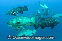 Atlantic Goliath Groupers (Epinephelus itajara), hover in mid-water during a spawning aggregation in Palm Beach, Florida, USA. Endangered species.