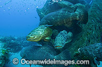 Atlantic Goliath Grouper (Epinephelus itajara), congregating around the shipwreck of the Zion in Jupiter, Florida, USA, to spawn in the months of August and September. Endangered species.