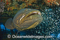 Atlantic Goliath Grouper (Epinephelus itajara), surrounded by Cigar Minnows (Decapterus punctatus), inside the shipwreck of the Mispah offshore Palm Beach, Florida, USA, during a spawning aggregation. Endangered species.