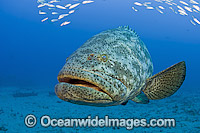 Atlantic Goliath Grouper (Epinephelus itajara), hovering in mid-water near the shipwreck Zion in Jupiter, Florida, USA. Endangered species. They are often accompanied by Cigar Minnows (Decapterus punctatus).