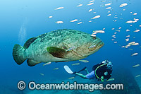 Scuba diver observing a Atlantic Goliath Grouper (Epinephelus itajara), surrounded by Cigar Minnows (Decapterus punctatus), during a spawning aggregation in Palm Beach, Florida, USA. Endangered species.