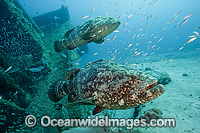 Atlantic Goliath Grouper (Epinephelus itajara), on the Zion shipwreck in Jupiter, Florida, USA. Endangered species. The Atlantic Goliath Grouper is one of the largest bony fishes in coral reefs in the Western Atlantic and Eastern Pacific.