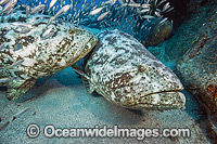 Atlantic Goliath Grouper (Epinephelus itajara) and Cigar Minnows (Decapterus punctatus), side by side near the shipwreck of the Zion in Jupiter, Florida, USA. Endangered species. One of the largest bony fishes in the Western Atlantic & Eastern Pacific.