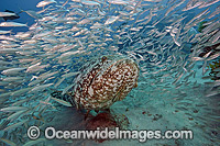 Atlantic Goliath Grouper (Epinephelus itajara), surrounded by baitfish off Palm Beach, Florida, USA. Endangered species. The Atlantic Goliath Grouper is one of the largest bony fishes in coral reefs in the Western Atlantic and Eastern Pacific.