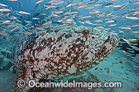 Atlantic Goliath Grouper (Epinephelus itajara), surrounded by baitfish off Palm Beach, Florida, USA. Endangered species. The Atlantic Goliath Grouper is one of the largest bony fishes in coral reefs in the Western Atlantic and Eastern Pacific.