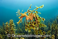 Leafy Seadragon (Phycodurus eques), male with eggs attached to tail. York Peninsula, South Australia. The Leafy Seadragon is Endemic to Australia.