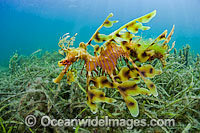 Leafy Seadragon (Phycodurus eques), male with eggs attached to tail. York Peninsula, South Australia. The Leafy Seadragon is Endemic to Australia.