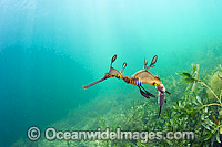 Weedy Seadragon (Phyllopteryx taeniolatus), male with eggs attached to tail. Western Port Bay, Victoria, Australia. The Weedy Seadragon is Endemic to Australia.